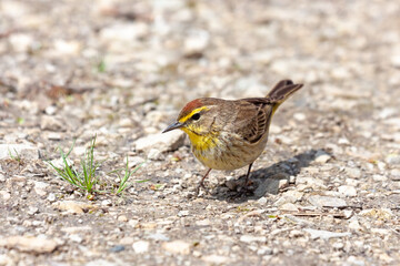 A pine warbler searches for food on a footpath