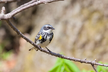 Yellow-rumped Warbler searches for insects