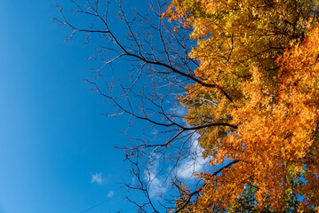 冬の青空に美しい枯れ木とタイワンフウ　滋賀県近江富士花緑公園