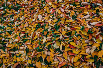 Oto&ntilde;o, Invierno, Hojas