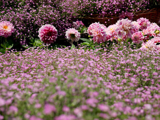 Obraz premium Pink gypsophila