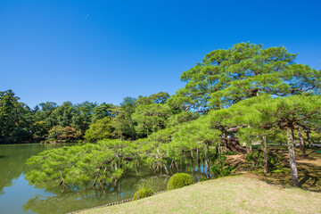 沢市　兼六園　松
