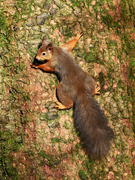 Red Squirrel climbing on the trunk of a pine tree in warm morning light