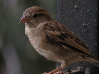 Indian Sparrow