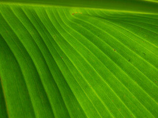green leaf texture