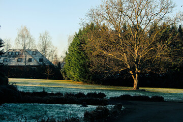 Fototapeta premium lonely tree in the garden