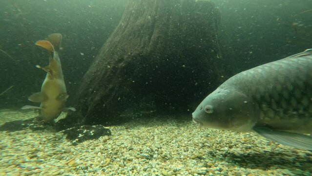 Freshwater fish that also are in the Danube river