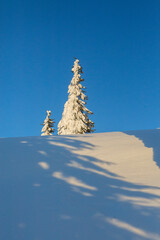 Beautiful winter landscape with snow covered trees.