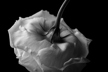 白いバラ　トルコキキョウ