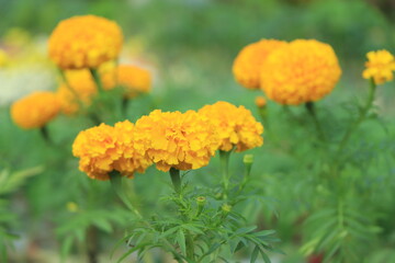 Marigold flower field backdrop In an overcast atmosphere