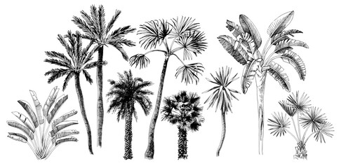 Fototapeta na wymiar Hand drawn vector illustration of palm trees.