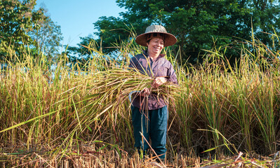 A Happy senior Asian woman farmer smiling harvesting rice in a field, rice plants in golden yellow in rural Thailand