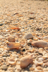 Caracolas en la playa