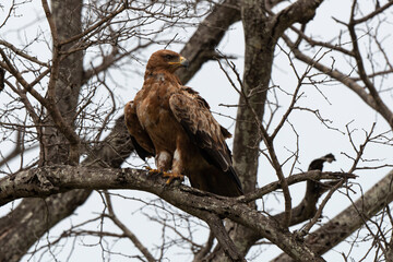 Aigle ravisseur,.Aquila rapax, Tawny Eagle