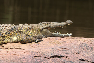 Crocodile du Nil , Crocodylus niloticus, Afrique du Sud