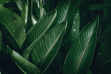 green leaves background