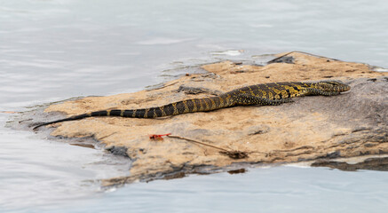 Crocodile du Nil , Crocodylus niloticus, Afrique du Sud