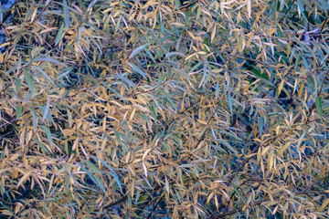 willow tree foliage texture background with green and yellow autumn leaves
