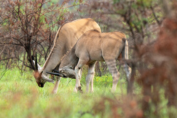 Obraz na płótnie Canvas Eland du cap, Common eland, Taurotragus oryx, Parc national du Pilanesber, Afrique du Sud
