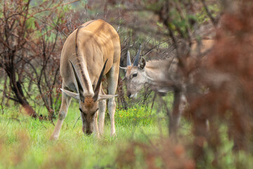 Eland du cap, Common eland, Taurotragus oryx, Parc national du Pilanesber, Afrique du Sud
