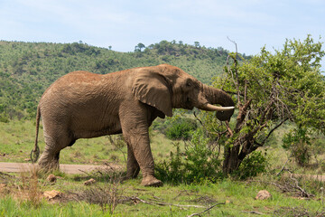 Fototapeta premium Éléphant d'Afrique, Loxodonta africana, Parc national du Pilanesberg, Afrique du Sud