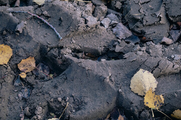 black soil with tractor tire prints and some yellow autumn leaves