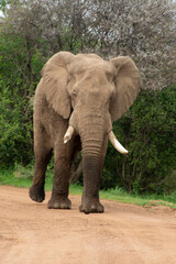 Obraz premium Éléphant d'Afrique, Loxodonta africana, Parc national du Pilanesberg, Afrique du Sud