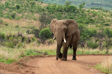 Fototapeta na wymiar Éléphant d'Afrique, Loxodonta africana, Parc national du Pilanesberg, Afrique du Sud