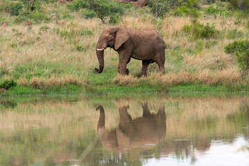 Fototapeta premium Éléphant d'Afrique, Loxodonta africana, Parc national du Pilanesberg, Afrique du Sud