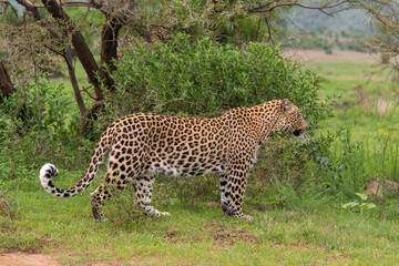 Léopard, Panthère, Panthera pardus, Afrique du Sud