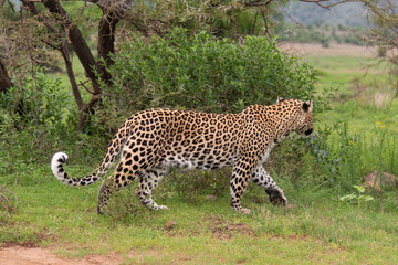 Léopard, Panthère, Panthera pardus, Afrique du Sud