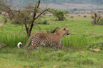Léopard, Panthère, Panthera pardus, Afrique du Sud