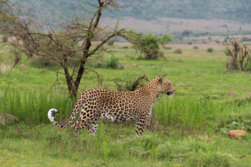 Léopard, Panthère, Panthera pardus, Afrique du Sud