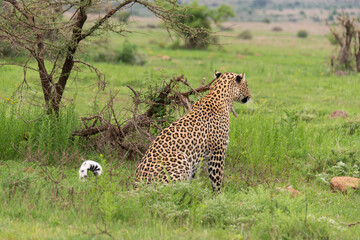 Léopard, Panthère, Panthera pardus, Afrique du Sud