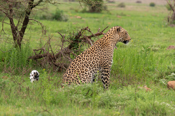 Léopard, Panthère, Panthera pardus, Afrique du Sud