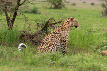 Léopard, Panthère, Panthera pardus, Afrique du Sud