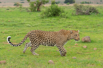 Léopard, Panthère, Panthera pardus, Afrique du Sud