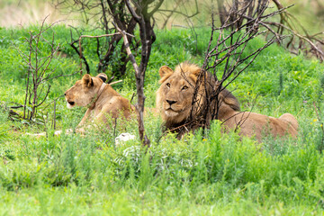Lion, femelle, mâle, lionne,  Panthera leo, Afrique