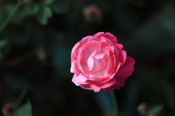 Coral rose flower in roses garden. Top view. Soft focus.