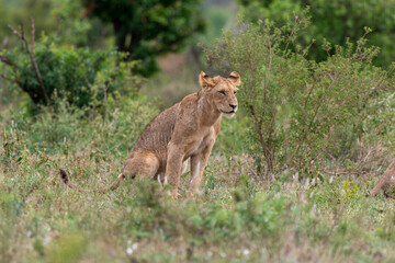 lion, femelle, lionne, Panthera leo, Afrique