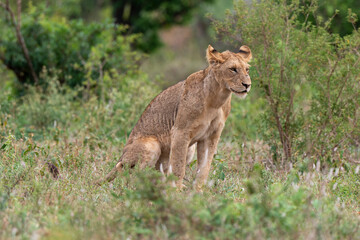 lion, femelle, lionne, Panthera leo, Afrique