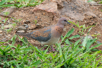 Tourterelle maillée,.Spilopelia senegalensis, Laughing Dove