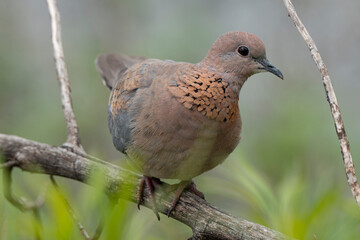 Tourterelle maillée,.Spilopelia senegalensis, Laughing Dove