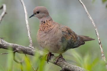 Tourterelle maillée,.Spilopelia senegalensis, Laughing Dove