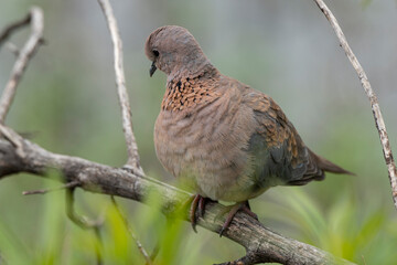 Tourterelle maillée,.Spilopelia senegalensis, Laughing Dove