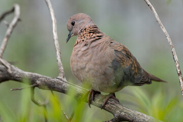 Tourterelle maillée,.Spilopelia senegalensis, Laughing Dove