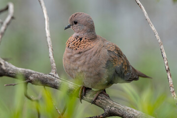 Tourterelle maillée,.Spilopelia senegalensis, Laughing Dove