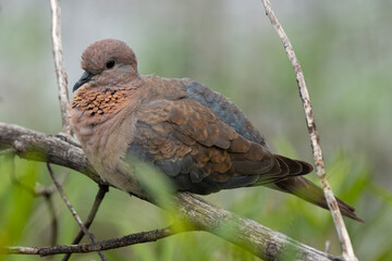 Tourterelle maillée,.Spilopelia senegalensis, Laughing Dove