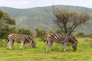 Zèbre de Burchell, Equus quagga, Parc national du Pilanesberg, Afrique du Sud