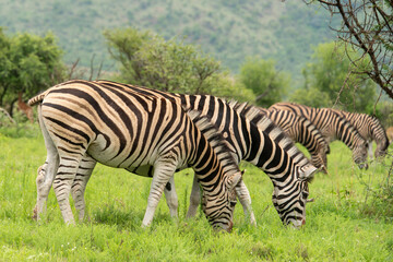 Zèbre de Burchell, Equus quagga, Parc national du Pilanesberg, Afrique du Sud